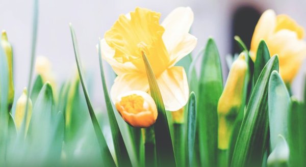 easter_1
